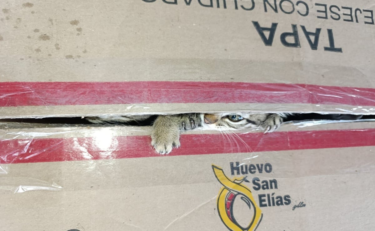 Latinos suman fuerza para incomodar en EU