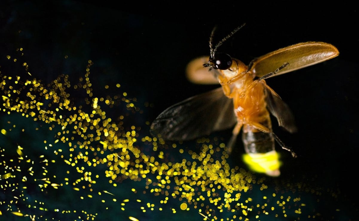 Gobierno de la CDMX es la que debe informar de los proyectos a los ciudadanos: Tomas Pliego