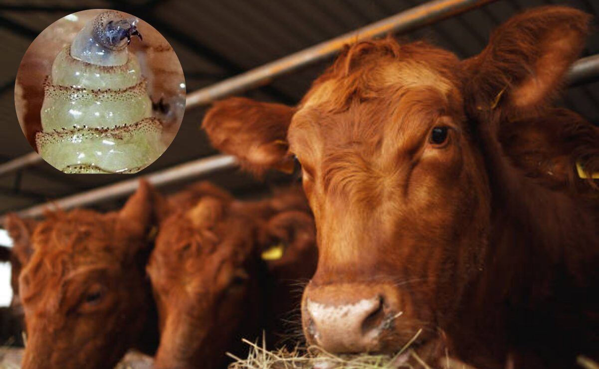 Por segunda ocasión, SCJN va a sede alterna por movilizaciones en el Zócalo; revisará cinco amparos de Grupo Salinas