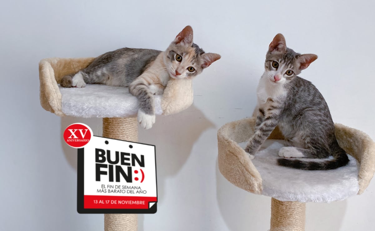 Marchan por la paz y justicia este sábado 15 de noviembre en los estados