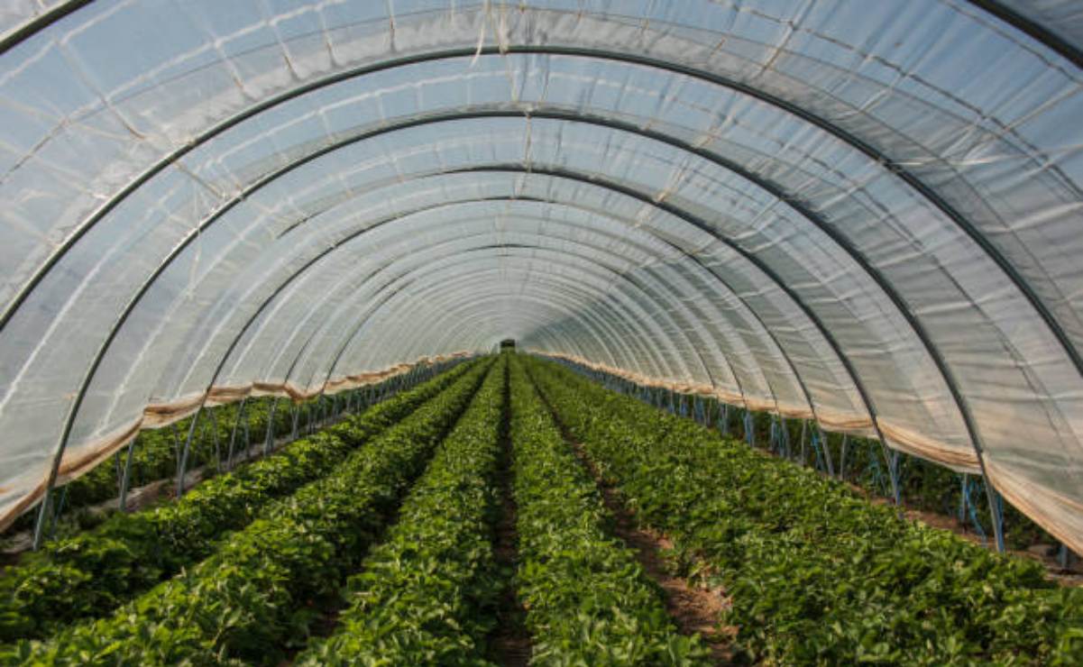 Envío de remesas alcanzará otro récord con avance destacable en Centroamérica, según BID