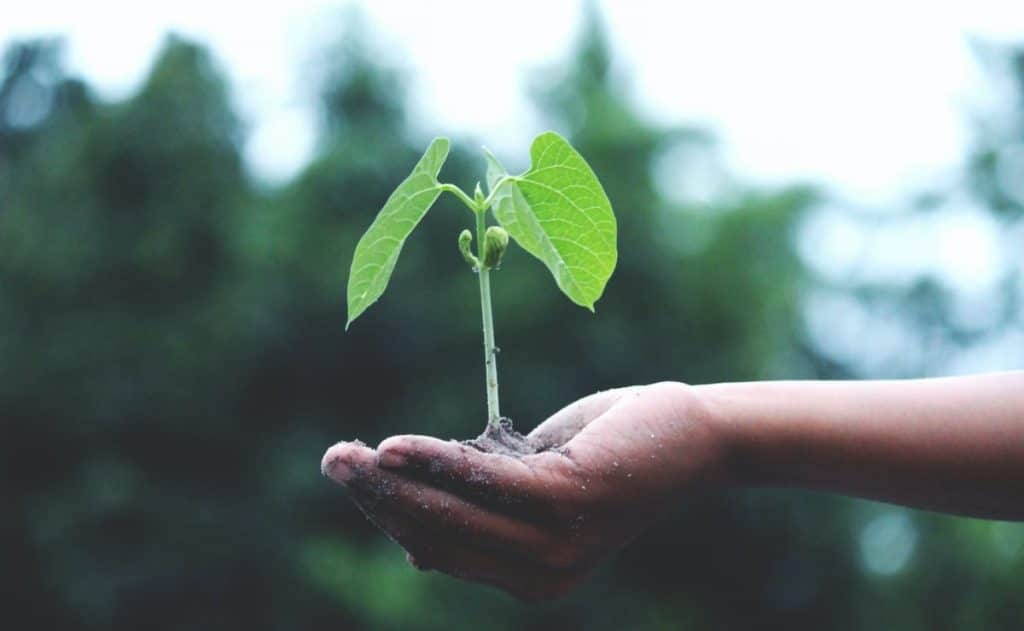 Combaten el cambio climático en el Tec de Monterrey