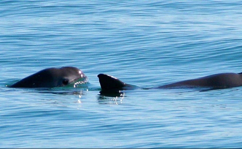 cocaína-marina-vaquita-marina