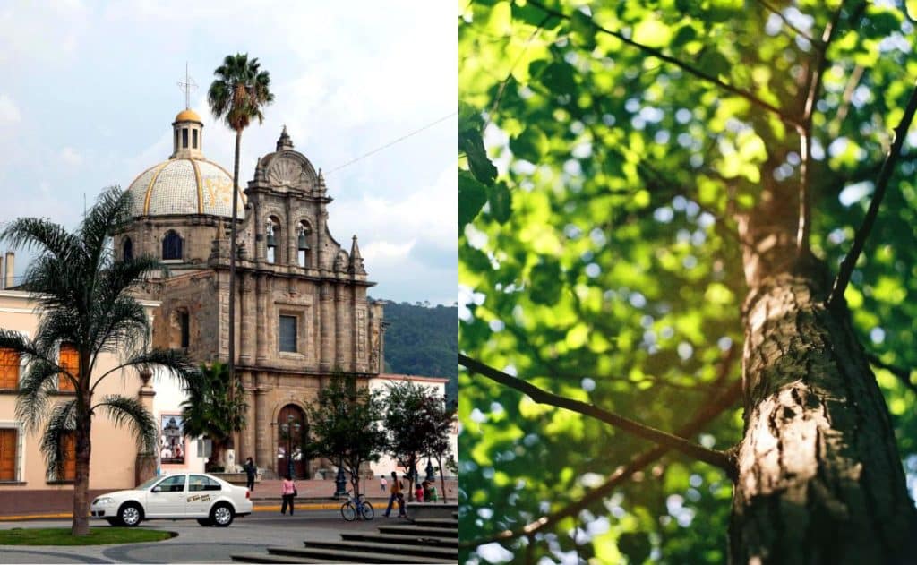 ¡UdeG se viste de verde! Iniciará reforestación en Jalisco