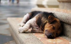 UNAM reflexiona sobre el abandono animal en este Día Mundial del Perro