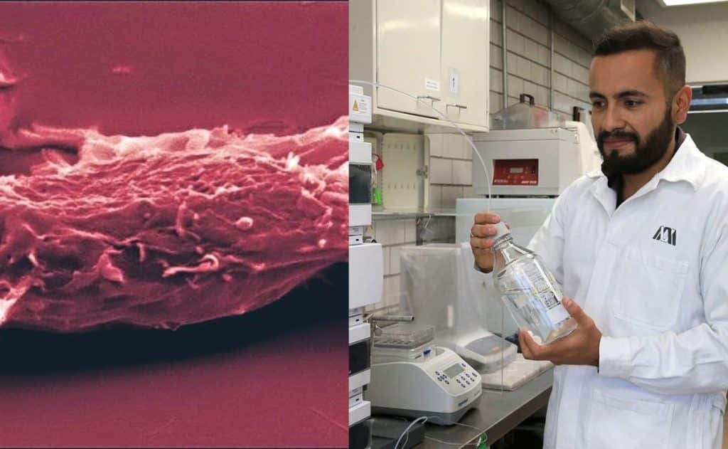 Hongos podrían ser clave contra el cáncer, investiga UAM