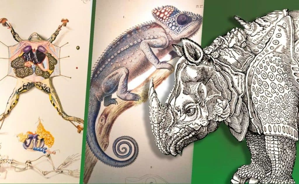 Universum recibe obras del Museo de Historia Natural de Nueva York