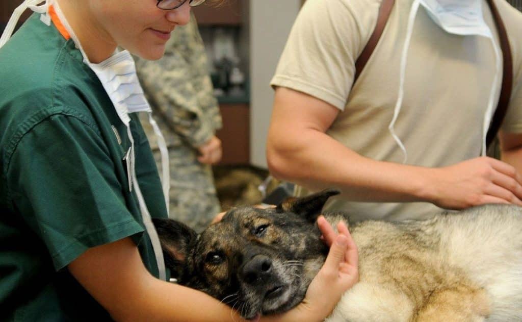 ¿Cuándo se celebra el Día del veterinario? Aquí te contamos