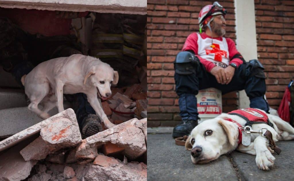Perros rescatistas que entrena la UNAM: conoce su labor en sismos