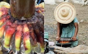 Transnacionales podrían convertirse en “biopiratas” del maíz mexicano: UNAM