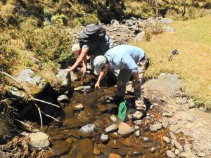 El ajolote de arroyo de montaña habita en las partes serranas de la urbe, sobre todo en la zona del Ajusco.