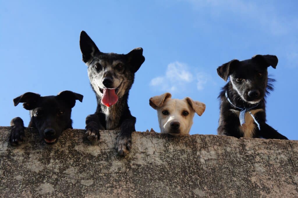 ¿Tu perrito mueve las orejas? Expertos de la UNAM te dicen lo que significa