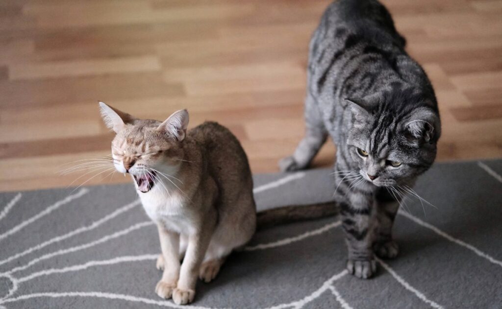 Buscan acabar con los mitos sobre desigualdades con memes de gatitos