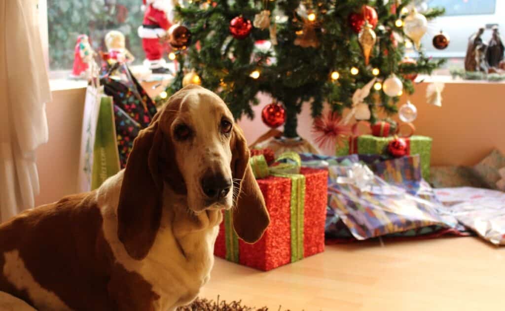 Tus mascotas también engordan en diciembre