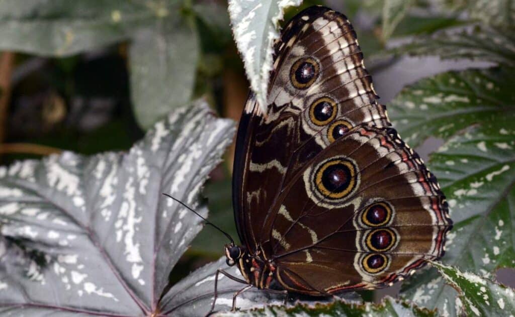 Son de mal augurio las mariposas negras