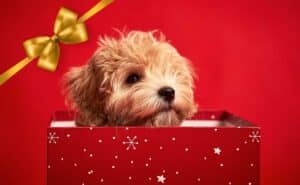 UNAM revela por qué no se deben regalar mascotas en fechas decembrinas