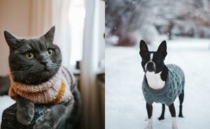¿Cómo protegemos a nuestras mascotas del frío? La UNAM te explica