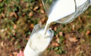 Consumir leche no causa problemas cardiovasculares ni obesidad: UAM