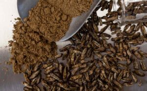 Egresado del Tec de Monterrey impulsa industria de grillos comestibles