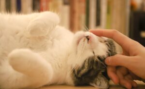 5 formas en las que tu gato te muestra su cariño: UNAM