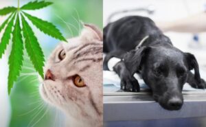 UNAM explica qué le puede pasar a tu mascota si consume mariguana