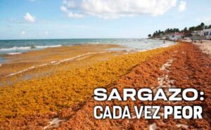 Sargazo afecta severamente a playas mexicanas este año: UNAM