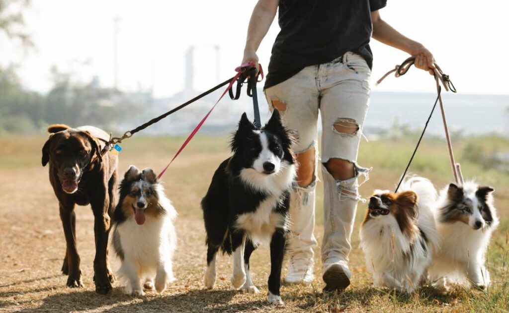 ¿Cómo cuidar a las mascotas en temporada de calor? la UNAM te da consejos