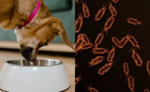 ¿Qué es el biofilm, el enemigo invisible de las mascotas?