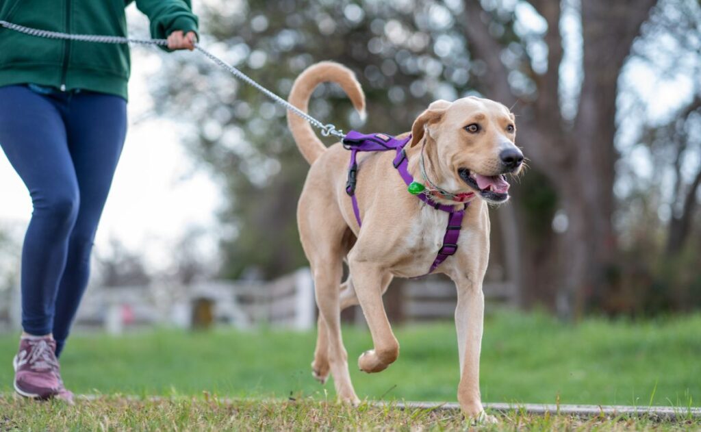 Carrera y caminata con mi perro 2023 de la UNAM; así te puedes inscribir