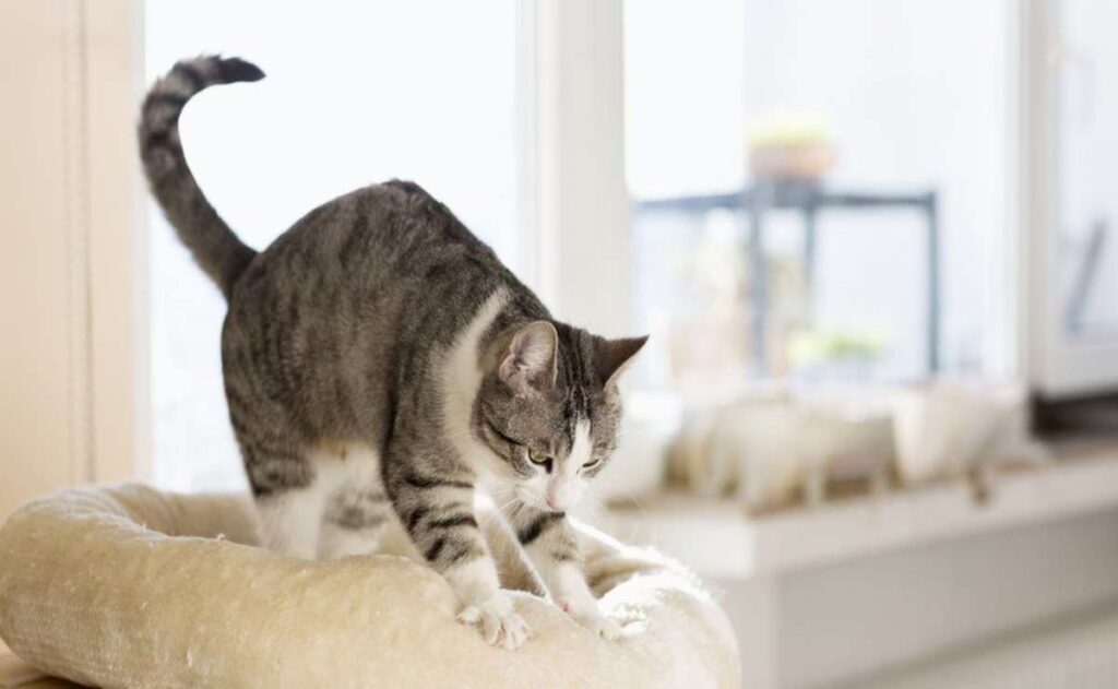 El origen del curioso masaje que hacen los gatos sobre sus dueños