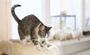 El origen del curioso masaje que hacen los gatos sobre sus dueños