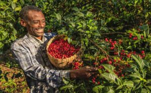 primeros registros históricos sobre las plantas de café