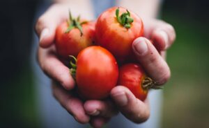 Comer tomate tiene beneficios para la salud, según una académica