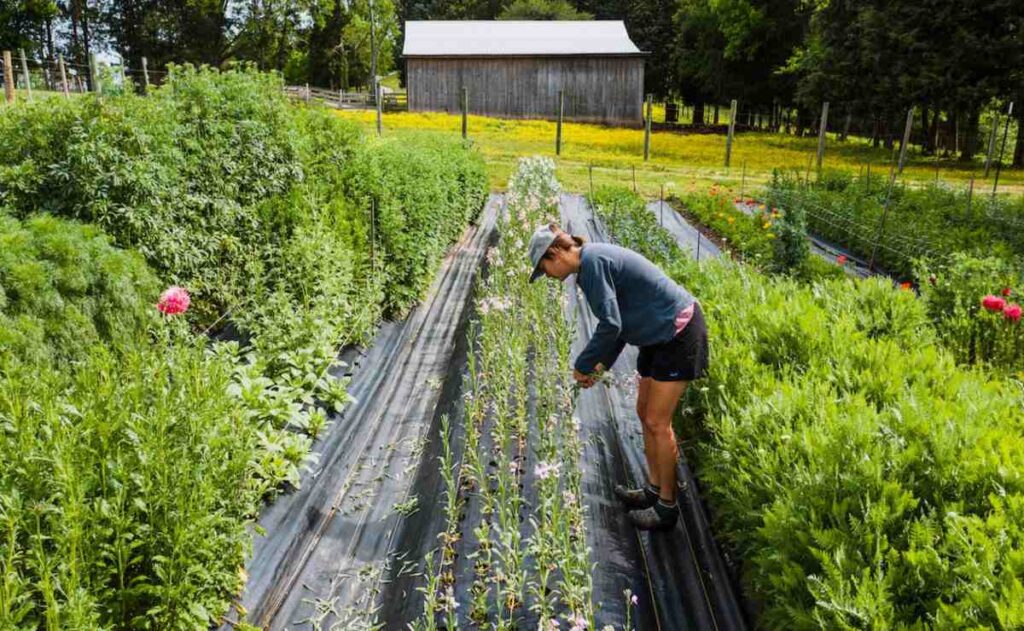 Carrera en Ciencias Agroforestales: de qué se trata y dónde se imparte