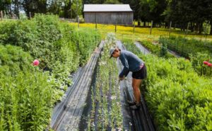 Carrera en Ciencias Agroforestales: de qué se trata y dónde se imparte