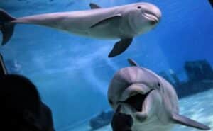 la amistad de los delfines