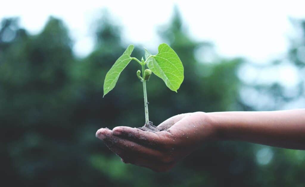 ¿Eres fan de la ecología? Esta convocatoria es para ti