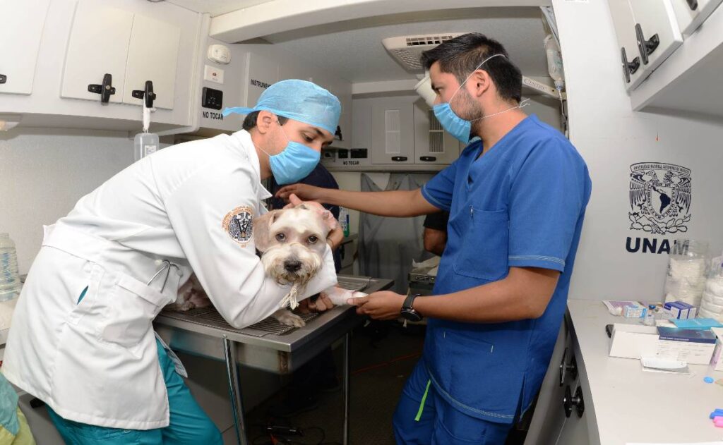UNAM tendrá jornada veterinaria: todo lo que debes saber