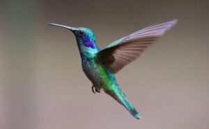 ¡La FES Iztacala tiene un recinto de colibrís! esto es lo que han descubierto