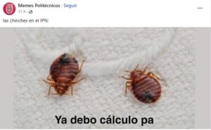 chinches llegan al IPN; esto es lo que sabemos