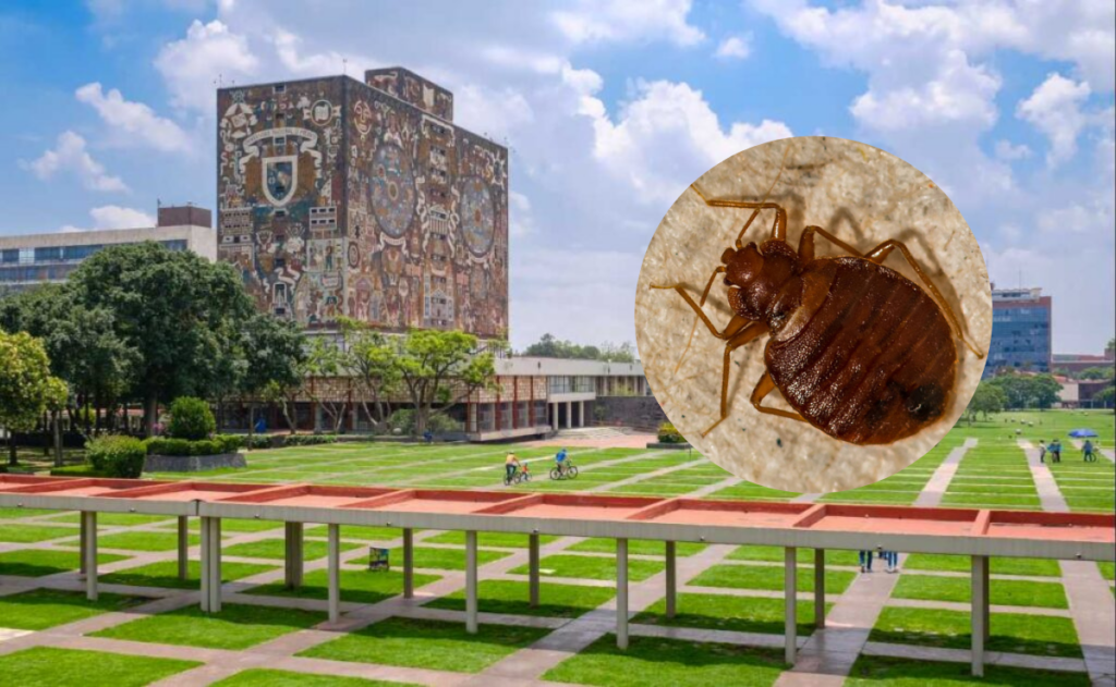 Por chinches, UNAM fumigará todos sus planteles