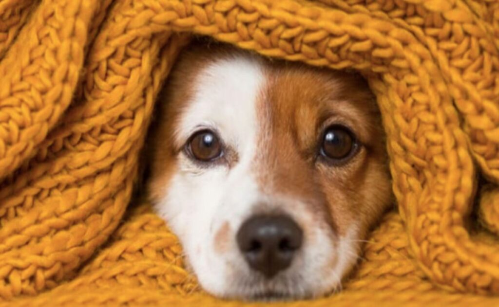 ¿Cómo cuidar a las mascotas en temporada de frío? UNAM responde
