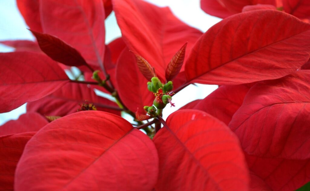 Flor de Nochebuena: conoce su origen histórico e importancia