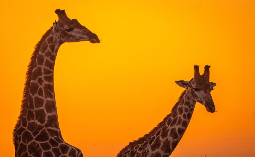 ¿Qué pasa si las jirafas desaparecen? Esto dice la UNAM