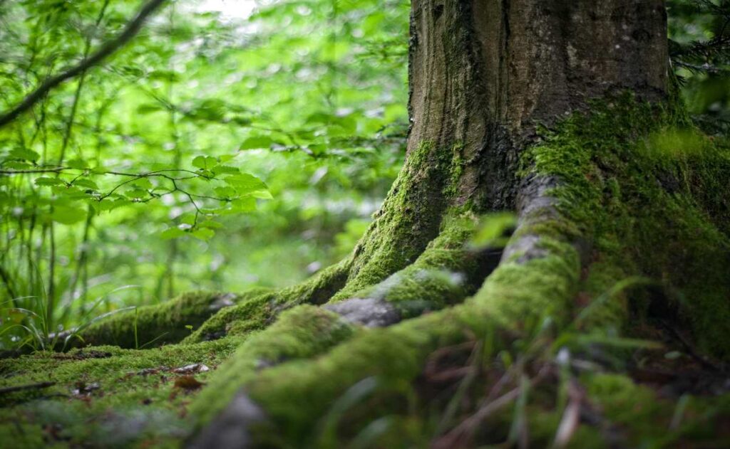 Cuál es el lema del Día Internacional de la Tierra 2024