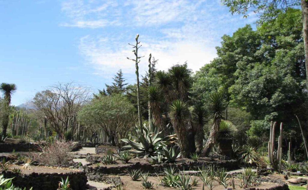 jardín botánico UNAM