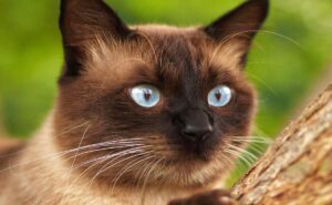 UNAM revela si los gatos son malos y por qué hacen travesuras