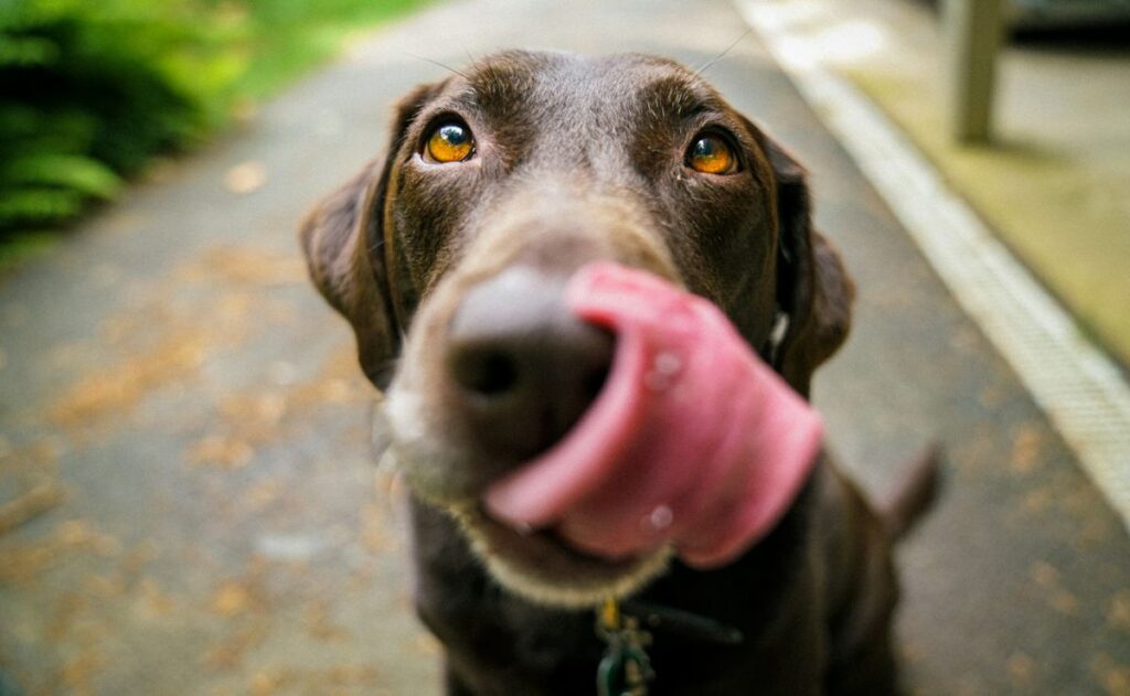 6 consejos de la UNAM para cuidar a tu mascota del calor