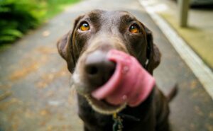6 consejos de la UNAM para cuidar a tu mascota del calor