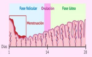Ciclo-menstrual